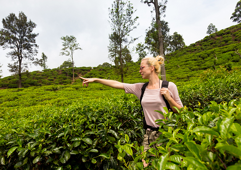 Sri Lankan Odyssey – tea plantaitons near Ella