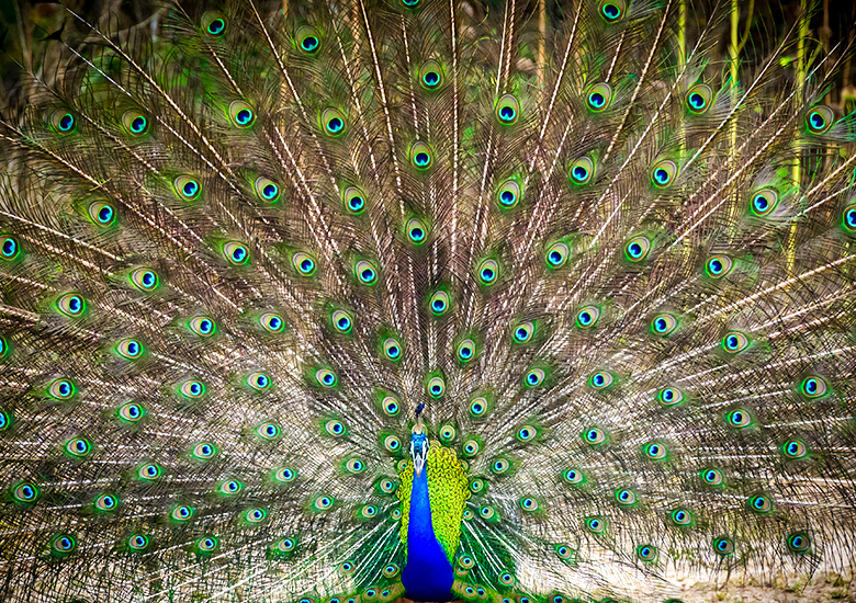 amazing-blue-peacock-dance-display-at-yala-nationa-2022-11-30-15-40-50-utc