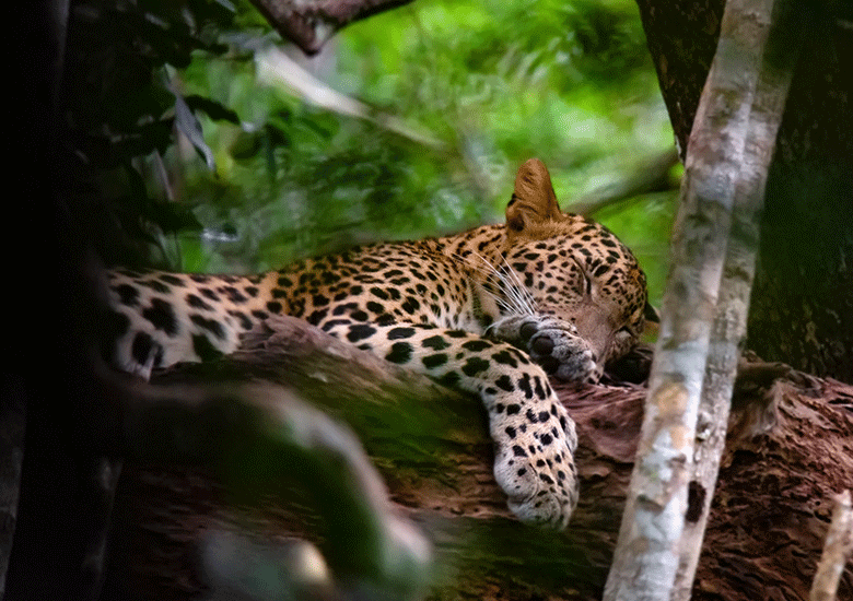 Untitled-2-Recovered_0001_leopard-or-panthera-pardus-kotya-rest-on-a-tree-2022-10-15-23-10-47-utc