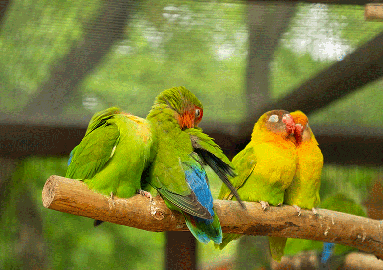 Web-site-other-images-Recovered.psd_0000_parrots-in-the-zoo-2022-11-16-16-06-58-utc