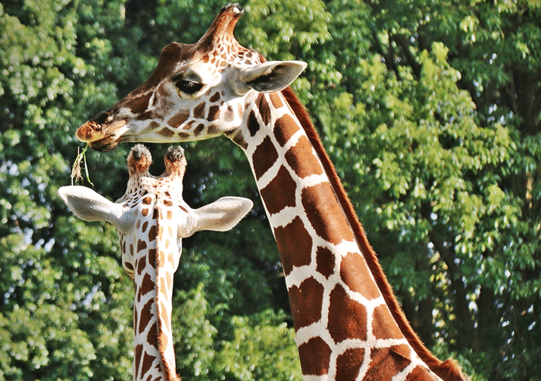 Web-site-other-images-Recovered.psd_0003_two-giraffes-at-zoo-2022-10-31-21-58-45-utc