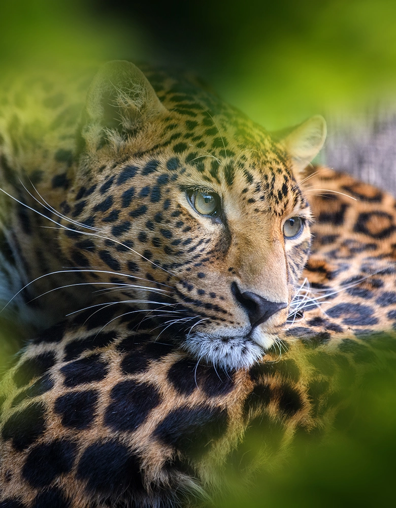 Sri Lankan Odyssey – Sri Lanka Tour – Call of the Wild